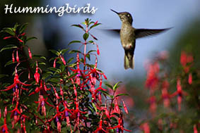 Hummingbirds